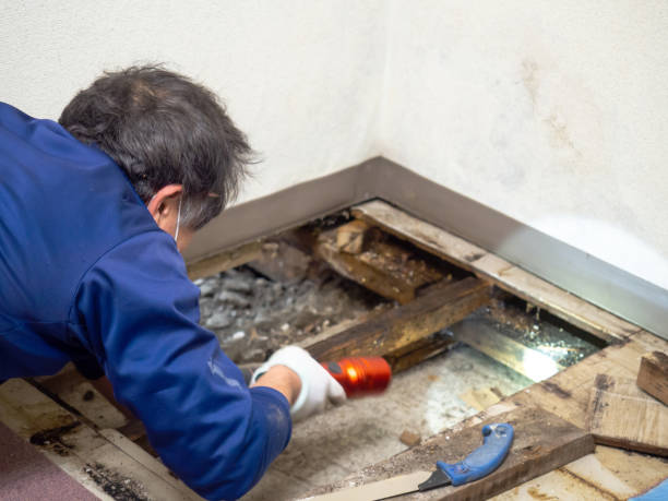 Best Commercial Mold Removal  in Russell, KS