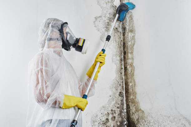 Best Mold Removal Near Me  in Russell, KS