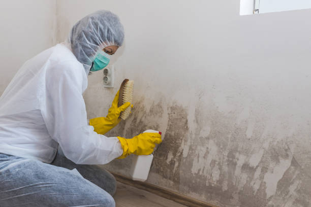 Best Toxic Mold Removal  in Russell, KS