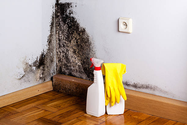 Best Local Mold Removal Service  in Russell, KS